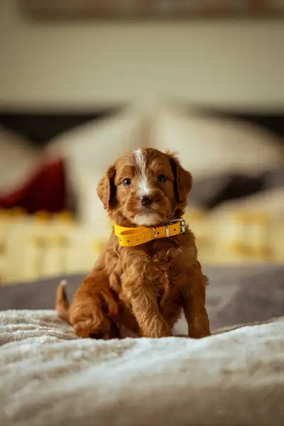 F1B small Bernedoodle puppies , View more