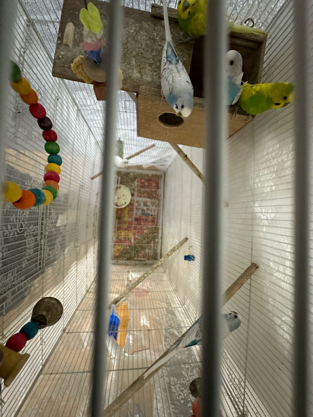 6 Budgies with Flying cage and extra  (Price Negotiable) in Birds for Rehoming in City of Toronto - Image 4