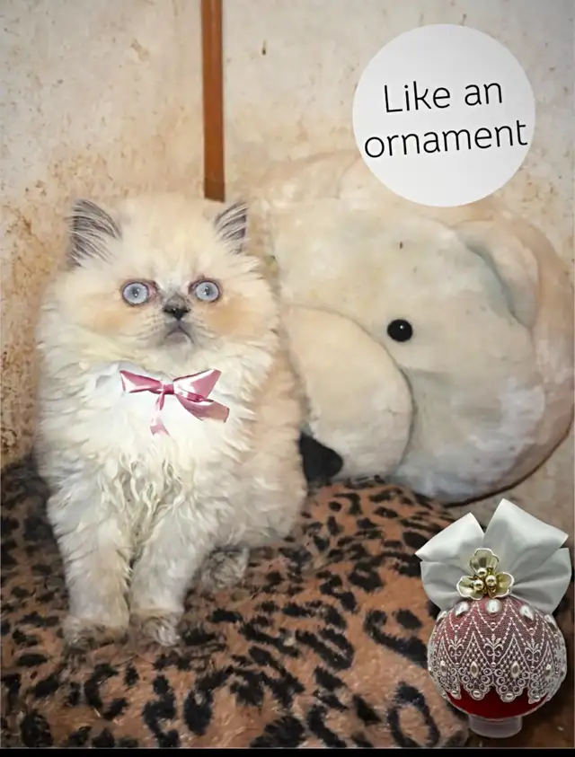 Purrfect purring Persian kittens ( price negotiable) in Cats & Kittens for Rehoming in Mississauga / Peel Region - Image 6