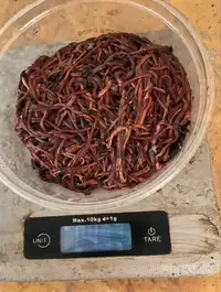 Live Red wiggler worms