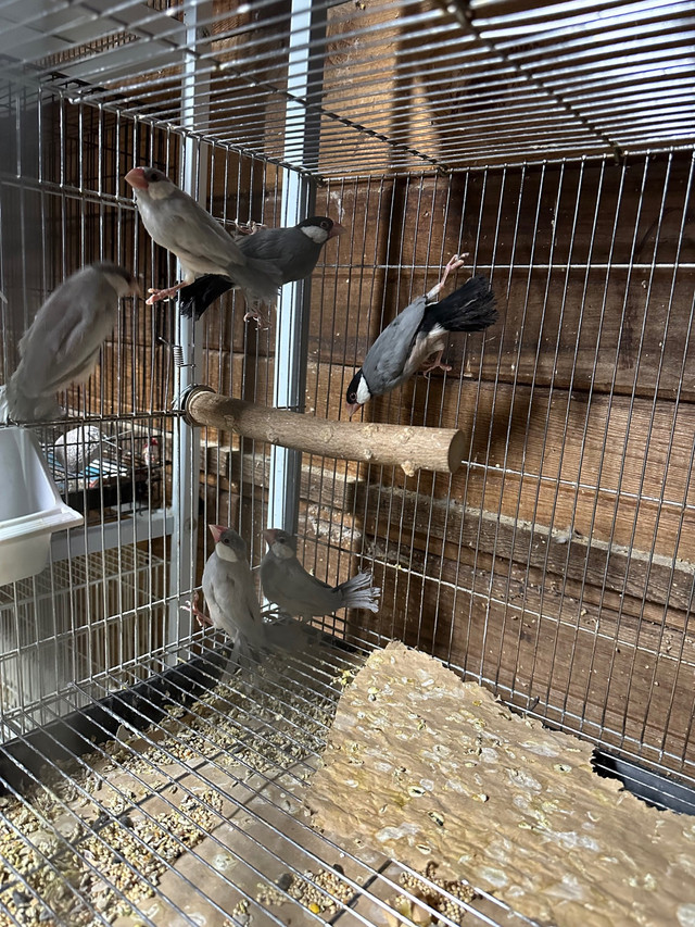 Java finch’s  in Birds for Rehoming in Abbotsford - Image 3