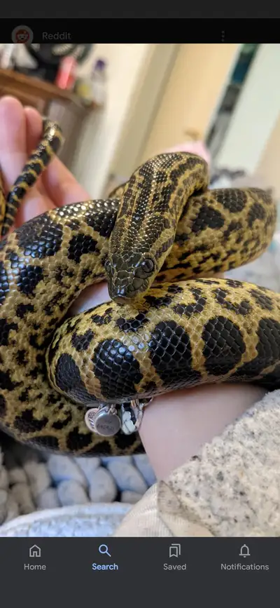 looking for reptiles , View more