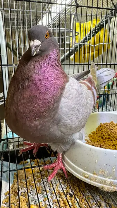 Giant Runt Pair & Female Show King, View more