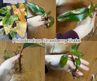 Philodendron Strawberry Shake Cutting