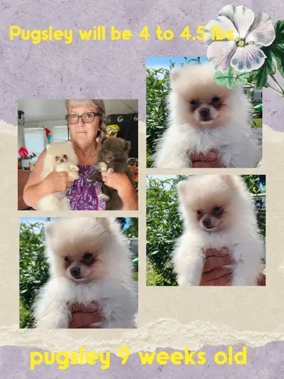 beautiful Pomerania's puppies, View more
