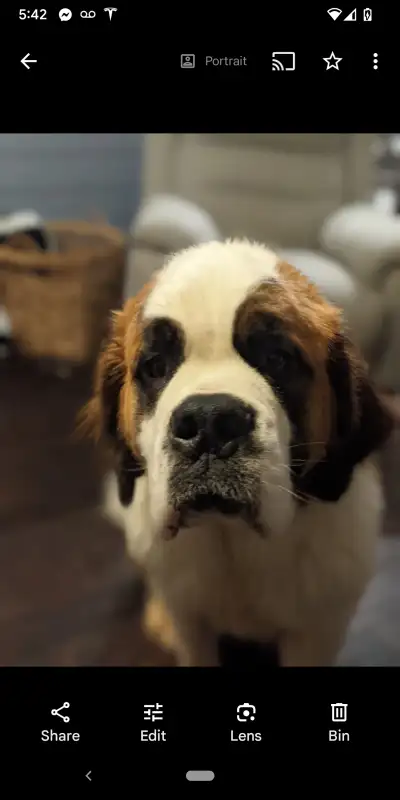 4 year old St. Bernard needs new home, View more