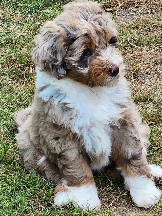 F1b Aussiedoodle wait list available in Dogs & Puppies for Rehoming in Saint John - Image 2