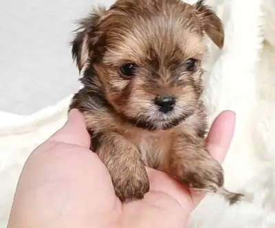 Maltipom X Tiny Yorkie Puppies!, View more