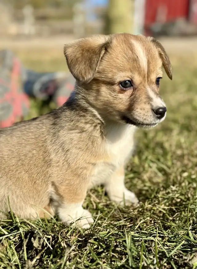 Pembroke welsh Corgi in Dogs & Puppies for Rehoming in Delta/Surrey/Langley - Image 7