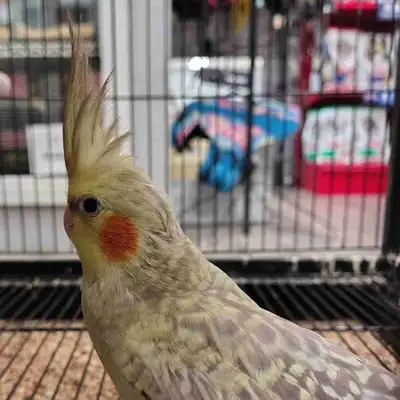 baby Pearl cockatiel, View more