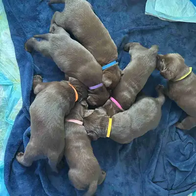 Purebred Chocolate Lab Puppies Dad is registered, Mom is not but purebred 4 males , 3 females Males:...