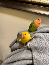 2 love birds with cage