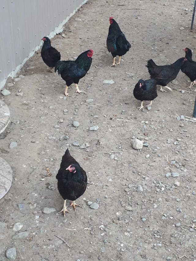 Dark cornish game hens in Livestock in Kamloops - Image 4