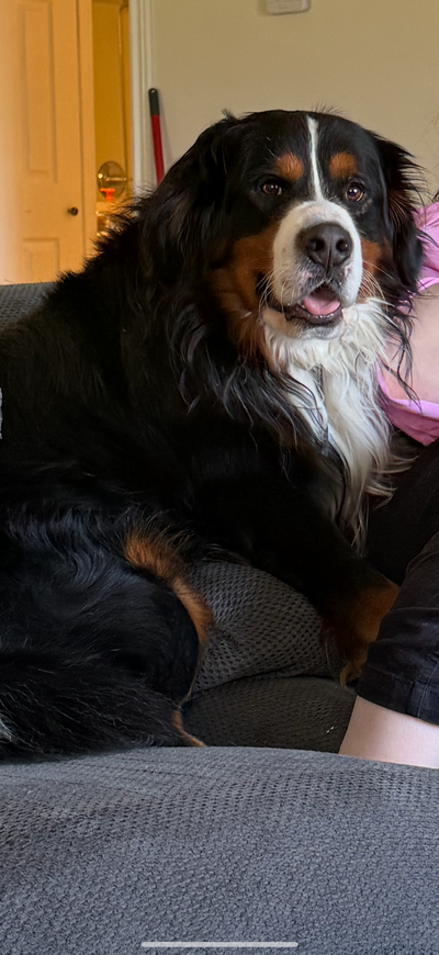 Bernese mountain dog to rehome, View more