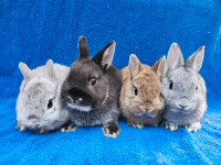 EXTRAORDINARY NETHERLAND DWARF, Mini rex, Holland lop baby bunny Cape Breton Nova Scotia Preview