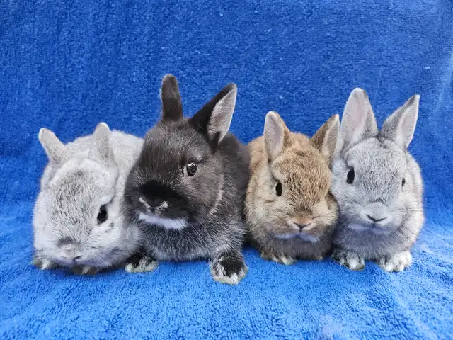 EXTRAORDINARY NETHERLAND DWARF, Mini rex, Holland lop baby bunny in Small Animals for Rehoming in Cape Breton - Image 2