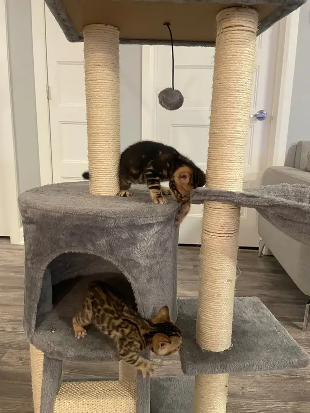 chatons bengals in Cats & Kittens for Rehoming in Laurentides - Image 11