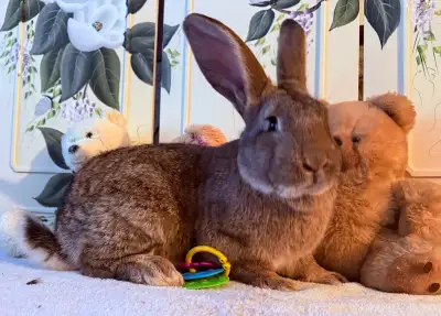Looking for a rabbit that doubles as a small footstool? Meet Gunther. A Flemish Giant x Continental...