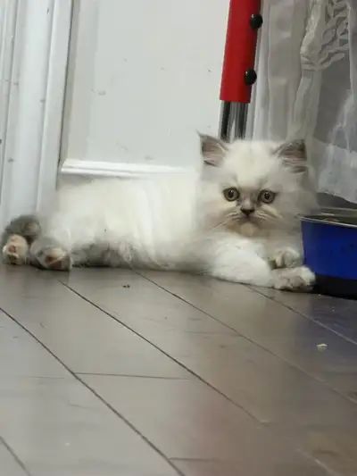 Chatte femelle à vendre – douce et en bonne santé, View more