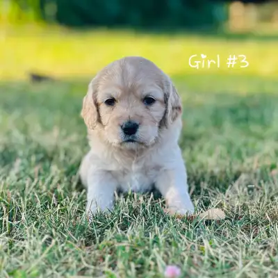 Cocker Spaniel cross Mini Doodle Puppies, View more