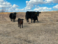 Cow calf pairs for sale