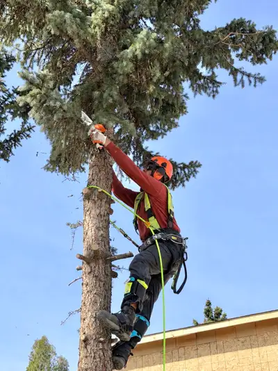 Complete Yard & Tree Services ✔ Tree Removal & Cutting ✔ Stump Grinding ✔ Hedge, Bush & Shrub Remova...
