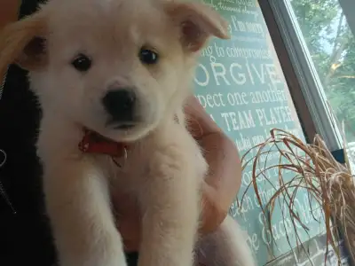 austrailian shepard mix pups, View more