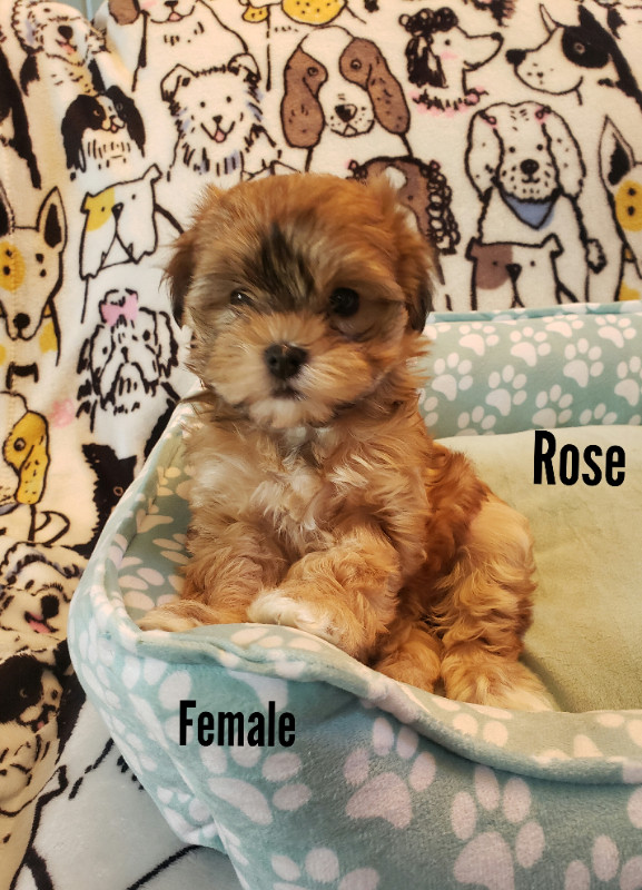 Beautiful Hypoallergenic Shorkie Maltese Puppies!  Stunning in Dogs & Puppies for Rehoming in Edmonton
