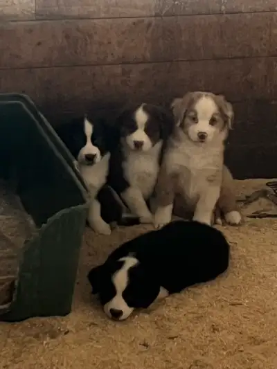 PB Mini Aussies, View more