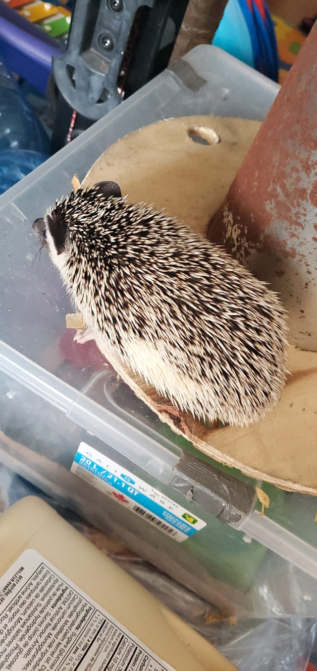 Hedgehog  black mouth in Small Animals for Rehoming in City of Toronto