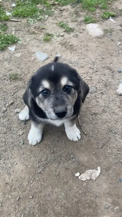 Puppies ready for their new homes, View more