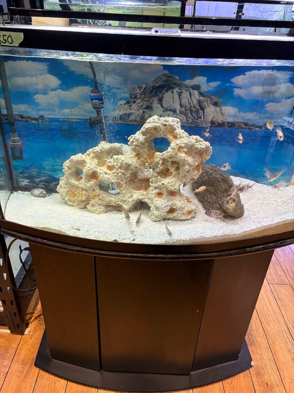 46 gallon bow front fish tank aquarium | Fish for Rehoming | Oakville ...