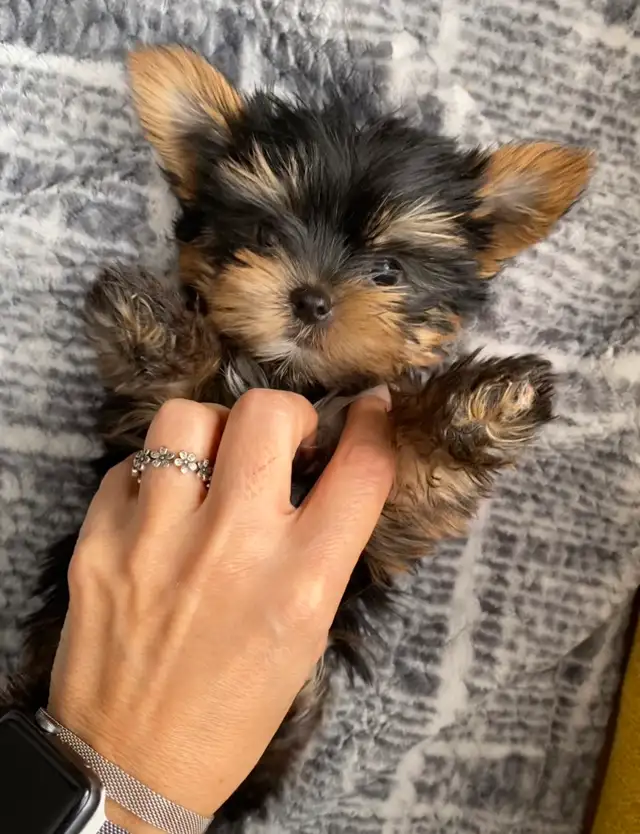 HIGH QUALITY MINIATURE YORKIE PUPPIES in Dogs & Puppies for Rehoming in City of Toronto - Image 6