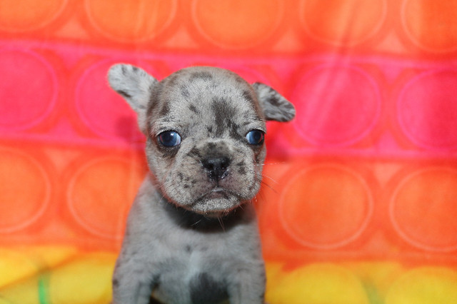 French bulldog puppies in Dogs & Puppies for Rehoming in Windsor Region - Image 2