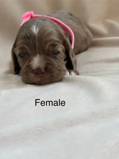 cocker spaniel, View more