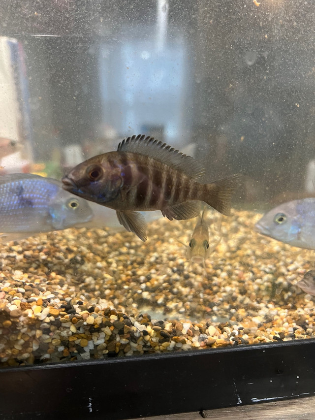 Baby cichlids  in Fish for Rehoming in North Bay
