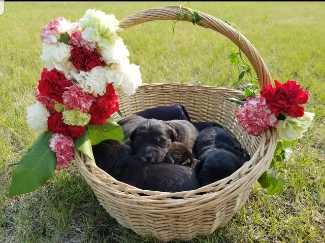 Lovely Golden Labrador Retriever Puppies in Dogs & Puppies for Rehoming in Winnipeg - Image 3
