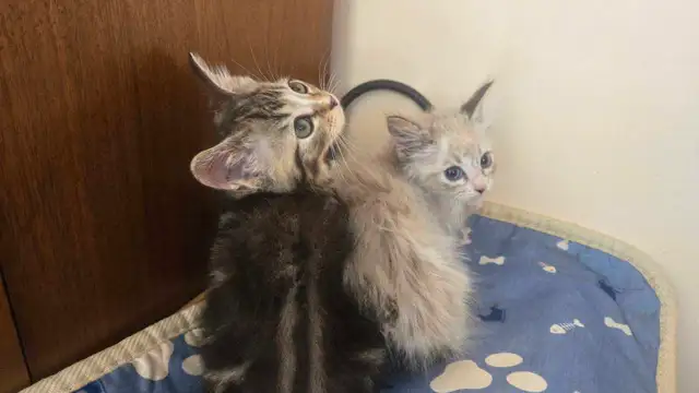 Siberian X Ragdoll Kittens