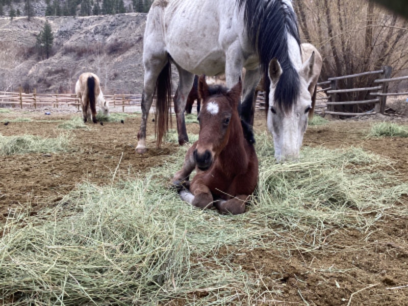 Horses for sale Horses & Ponies for Rehoming Kamloops Kijiji