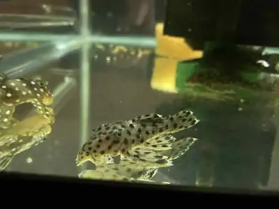 Sultan Pleco L264, View more