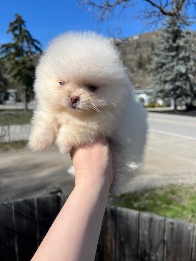 Pomeranian girl super mini! Type teddy bear in Dogs & Puppies for Rehoming in Vernon - Image 2