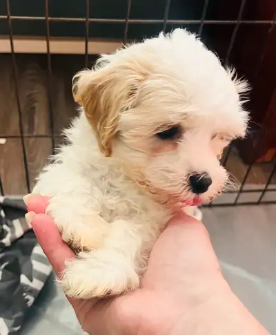 Purebred Havanese Puppies, View more
