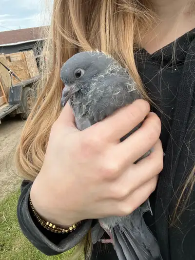 Pigeon for Sale, View more