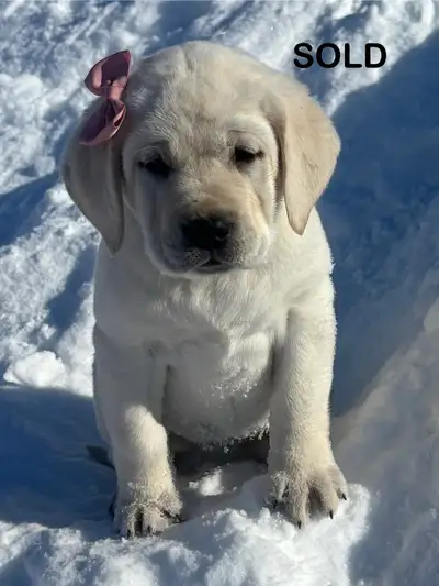 ALL SOLD ~ English Labrador Retriever, View more