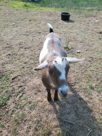 Friendly Pet Dwarf Goat 