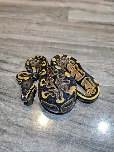 SALE Special 50% dbl het monsoon ultramel Male ballpython, View more