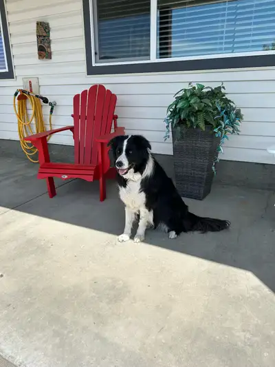 5 year old Border Collie very affectionate, great swimmer, great frisbee retriever he loves to be ac...