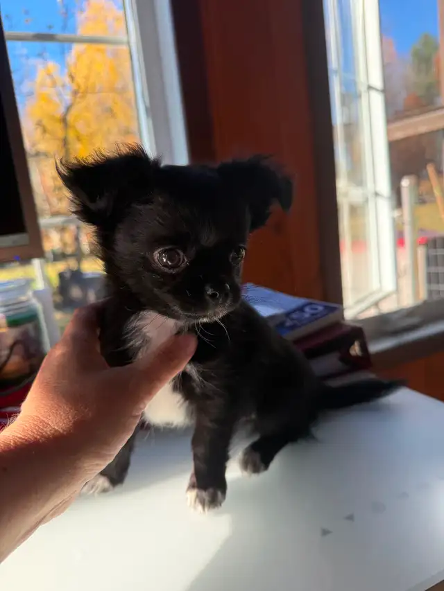 Chihuahua Puppies in Dogs & Puppies for Rehoming in Gatineau - Image 5