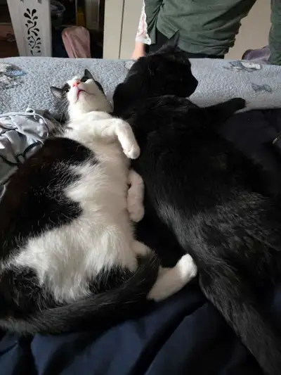 Bonded Male Pair, View more