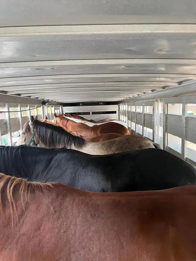 Horse boarding63611972880899122